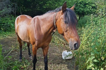 Fototapeta premium Cavalo no Caminho de Santiago (rota do norte) perto da aldeia de Cérdigo / Espanha