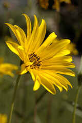Jerusalem artichoke (Helianthus tuberosus) or sunroot, sunchoke earth apple, blossom catching the Sun in Swiss cottage garden