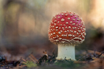 Amanita muscaria, commonly known as the fly agaric or fly amanita.
