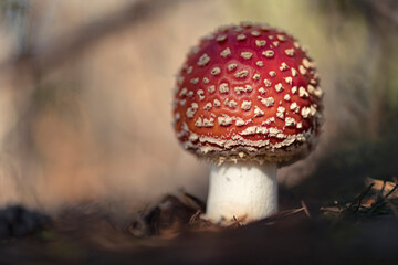 Amanita muscaria, commonly known as the fly agaric or fly amanita.