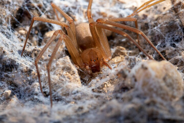 spider on the ground