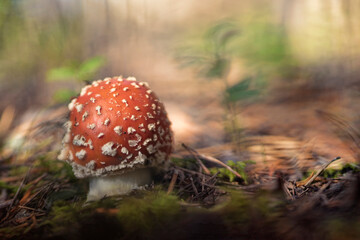 Amanita muscaria, commonly known as the fly agaric or fly amanita.