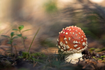 Amanita muscaria, commonly known as the fly agaric or fly amanita.