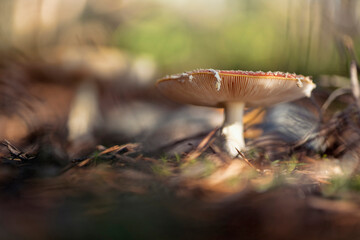 Amanita muscaria, commonly known as the fly agaric or fly amanita.