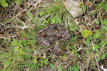 Frog sitting on a meadow