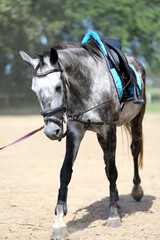 Close up of a grey colored saddle horse during training outdoors