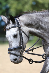 Close up of a grey colored saddle horse during training outdoors