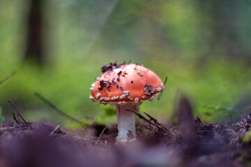 Amanita muscaria, commonly known as the fly agaric or fly amanita.