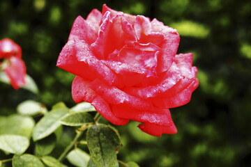 rose after the dew