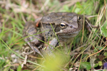 Frog sitting on a meadow