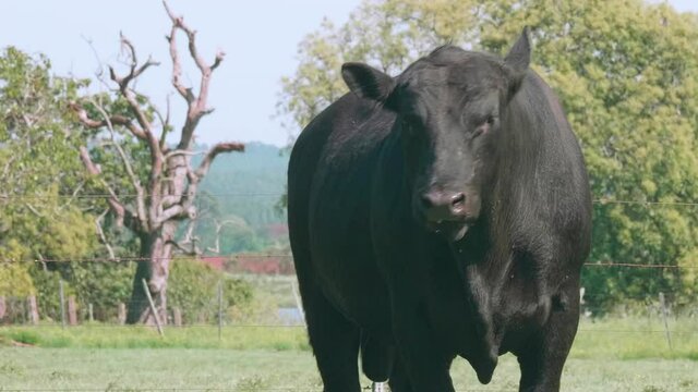 Angus Bull Images – Browse 24,605 Stock Photos, Vectors, and Video ...
