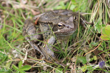 Frog sitting on a meadow