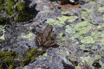 Frog sitting on a meadow