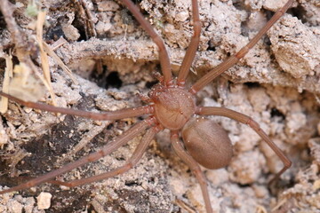 spider on a leaf
