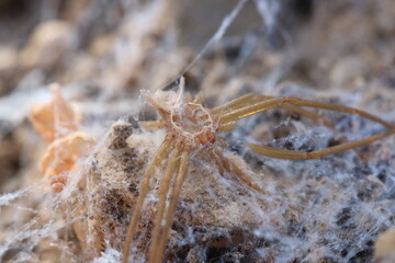 macro sloughing spider on a web