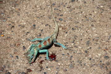 Death and bleeding chameleon