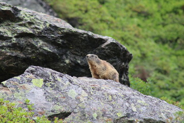 Groundhogs on a small rock in the Austrian alps