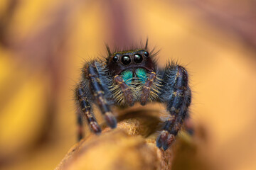 Jumping Spider  Phidippus audax
