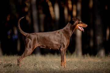 beautiful dog Doberman breed in the forest