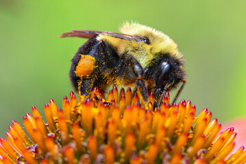 Bumblebee Collecting Pollen