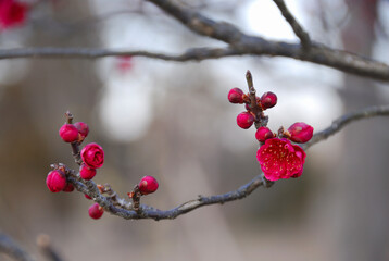 紅梅