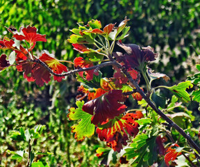 The gentle breath of autumn.Composition 1.