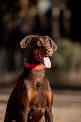 Beautiful Doberman dog with a pine forest