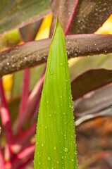 front view, close distance of the tip of a tropical leaf and/or a thunderstorm