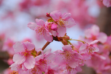 河津桜