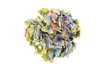 Fading hydrangea flower