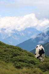Cows in the Austrian Alps 
