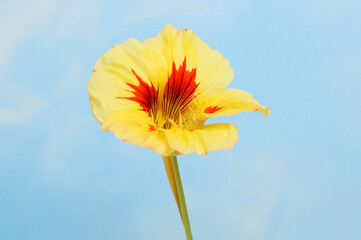 Nasturtium against sky