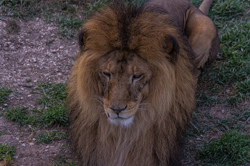 The lion lies on the grass and proudly looks forward. The lion (Panthera leo) is a species in the family Felidae. Typically, the lion inhabits grasslands and savannas, but is absent in dense forests.