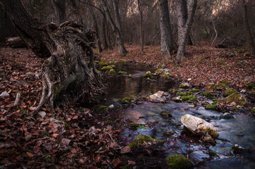 Autumnal landscape with a blanket of dry leaves beside a river, Pelegrina, Guadalajara, Spain