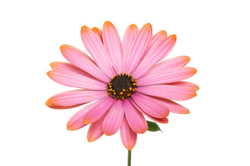 Pink osteospermum flower