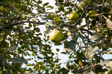 apples on tree
