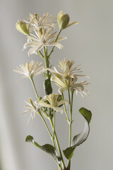 Obraz na płótnie Canvas Clematis vitalba leather flower climbing plant of beautiful white flowers with very long yellowish stamens on a grayish white blurred background