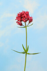 Red valerian against sky