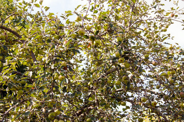 apple