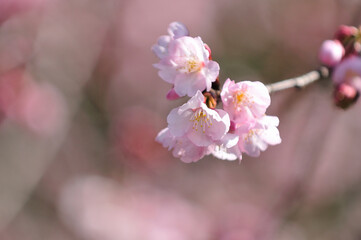 大寒桜