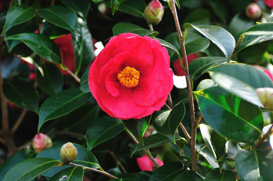 藪椿 Images Browse 193 Stock Photos Vectors And Video Adobe Stock