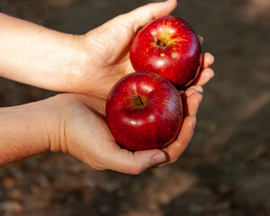 Ripe red apples, lit by the sun, on the woman's open palms.