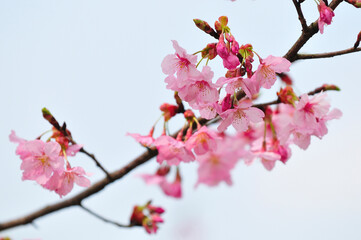 修善寺桜