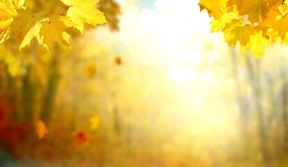 Naklejka na ściany i meble Beautiful autumn landscape. Colorful foliage in the park. Falling leaves natural background .