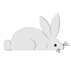 rabbit on a white background