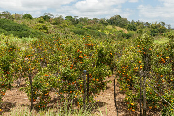 Fototapeta na wymiar Agriculture. Tangerine cultivation in Matinhas, Paraiba, Brazil on September 25, 2011.