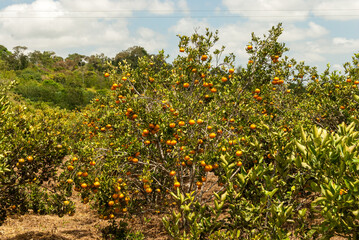 Fototapeta na wymiar Agriculture. Tangerine cultivation in Matinhas, Paraiba, Brazil on September 25, 2011.