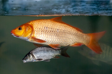 Fototapeta premium Fish in aquarium for fish farming. Carps, tambaquis and tilapias. Pisciculture.