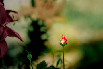 Primer plano de pimpollo de rosa con fondo desenfocado 