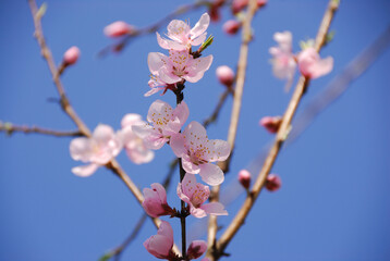 桃の花